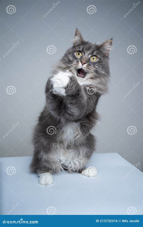 Maine Coon Cat Folding Hands Begging With Mouth Open Making Funny Face