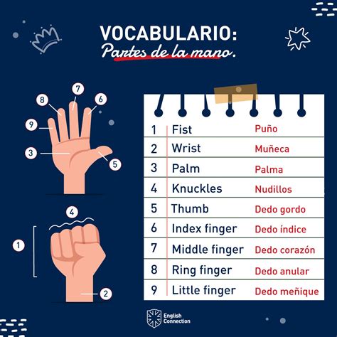 Dedos De La Mano En Inglés ¡aprende Los Nombres De Los Dedos