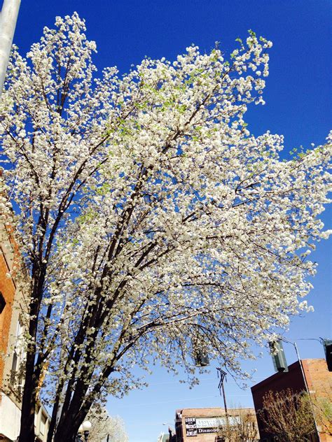 Pretty flowering tree!! Colorado | Flowering trees, Tree, Pretty