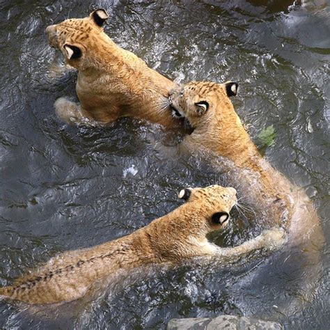 Big Cats Cool Down In The Water Tigers And Ligers At A Zoo In China