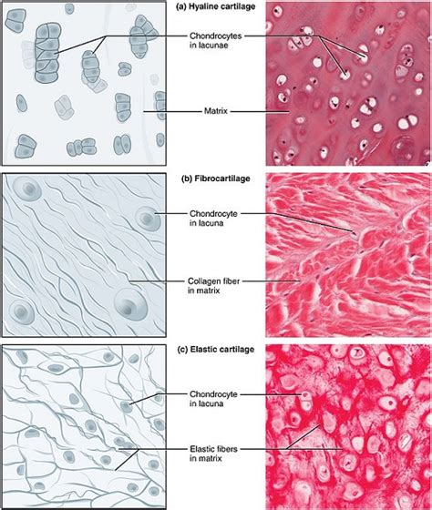 Difference Between Hyaline Cartilage And Elastic Cartilage Difference