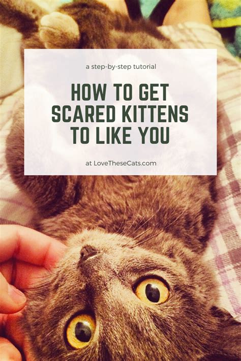 Scared Kitten Tips And Videos Feral Kittens Kitten Cuddle Kitten