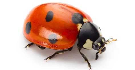 Ladybug Insect Facts Az Animals