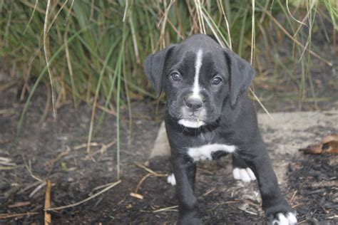 Boxer puppy for sale - here is another all black pup just posted at