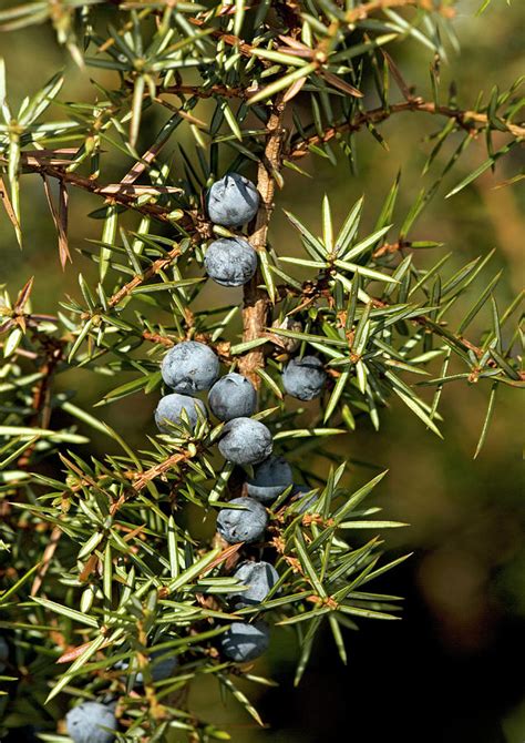 Juniper Berries Juniperus Communis Photograph By Bob