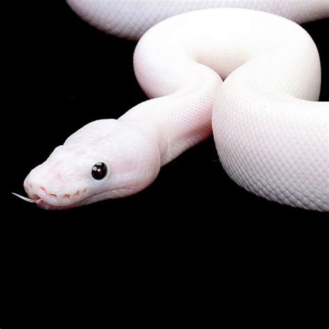 Is The White Snake Just A Legend Dream Snake Snake