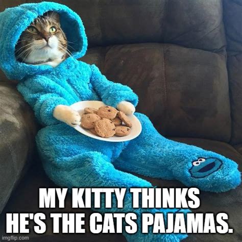 Meme By Brad Cats Pajamas Imgflip