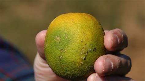 Citrus Greening Disease Youtube
