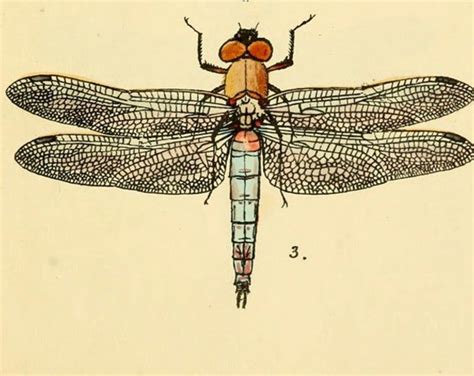 Dragonfly Art Print An Antique Scientific Illustration Etsy