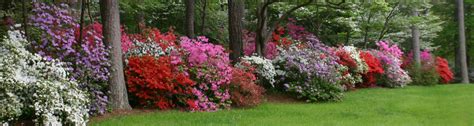 But, maybe yours aren't doing as well as you hoped they would. Azaleas: Questions and Answers - UF/IFAS Extension Marion ...