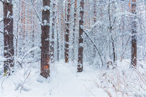 Beautiful Winter In Pine Forest Winter Lanscape With Snowfall Stock