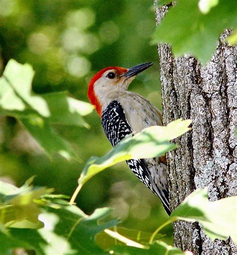 Red-bellied Woodpecker - BirdWatching