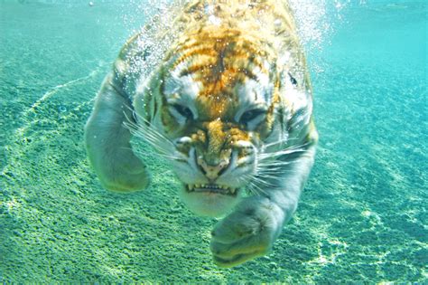 A Bengal Tiger Swimming Underwater Hd Wallpaper Hintergrund