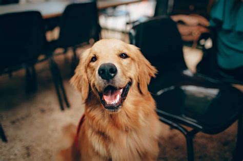 Waarom Maakt Een Hond Ons Gelukkig Alles Over Honden