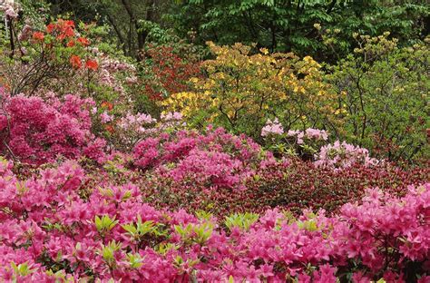 Garden Plants: Flowering | Places of Original Cultivation