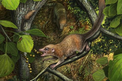 Oldest Primate Fossils Indicate Our Ancestors Walked With Dinosaurs