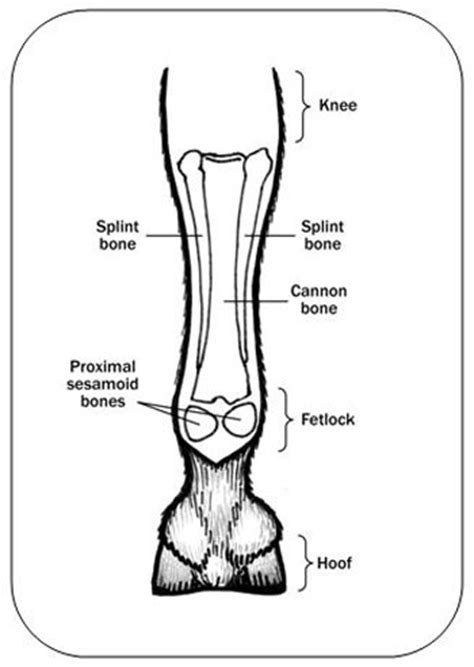 First, they have no muscles below the knee. Horse Ankle Bone