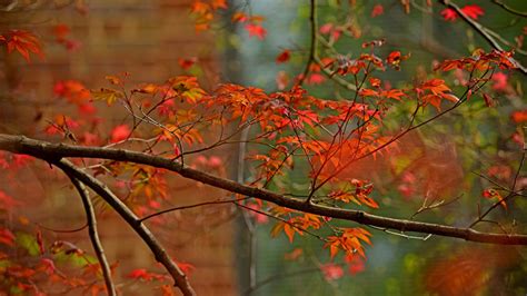 Growing Japanese Maples Homegrown Nc State University