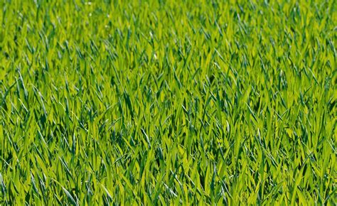 Green Grass Close Up Photograph · Free Stock Photo