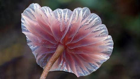 Steve Axfords Amazing Photographs Of Mushrooms Simply Gorgeous