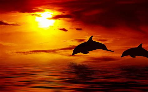 Hd Wallpaper Bottlenose Dolphins Jumping At Sunset Honduras Ocean