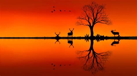 Landscapes Nature Animals Trees Lakes Sunset Orange Art Drawing