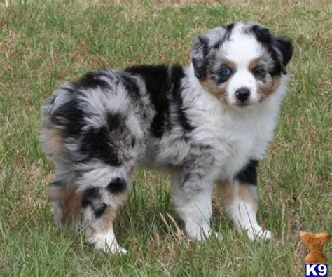 Puppies raised with enrichment effects, like puppy culture, have improved cardio vascular performance (stronger heart. The 25+ best Miniature australian shepherd puppies ideas ...