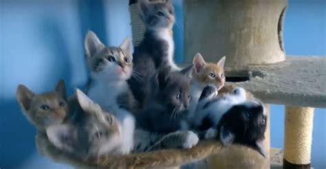 These Kittens Synchronized Dancing Is Pure Entertainment Prepare To