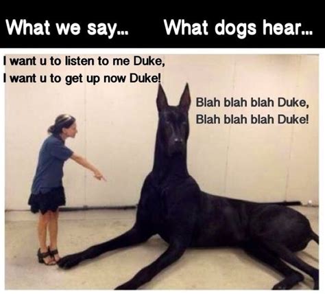 What We Say What Dogs Hear Dedicated To Gary Larson The Far