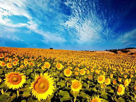 해바라기 벡터이미지 | Sunflower wallpaper, Sunflower flower, Sunflower