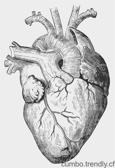 Photographie Du Xixe Siècle Cœur Humain De Granger Human Heart