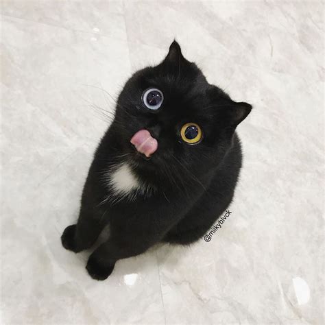 Internet Goes Crazy Over Adorable Odd Eyed Black Kitty Named ‘milk