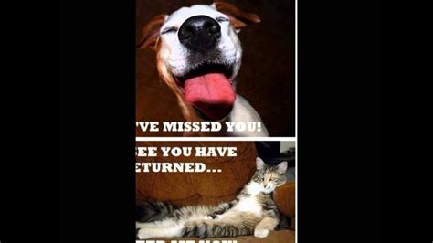 Funny Dog And Cat Memes Youtube