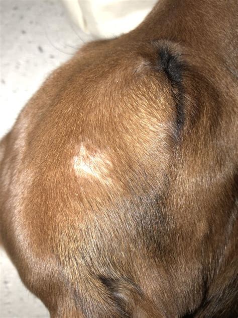 Why Does My Dog Have A Bald Spot