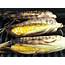 Grilled Corn On The Cob Recipe  Montana Hunting And Fishing