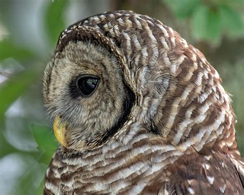 Bared Owl In Profile Photograph By Fon Denton