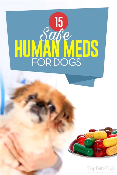 15 Safe Human Medications For Dogs In 2020 Medication For Dogs Meds