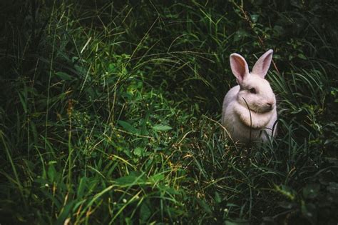 Conejo Características Alimentación Reproducción Hábitat Animal