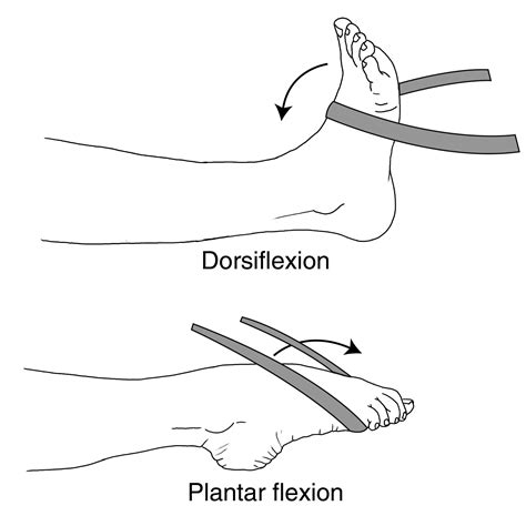 Foot And Ankle Conditioning Program Orthoinfo Aaos