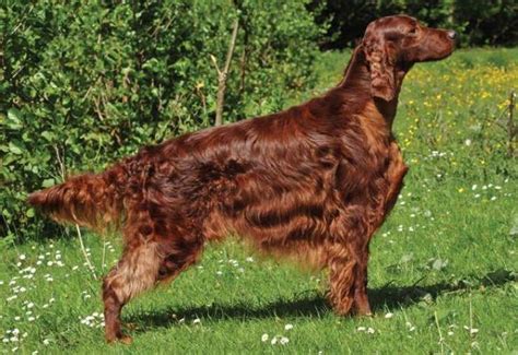 Redfeathers irish setters, breeding champion irish setters with personality plus that excel in the conformation and performance rings, and are wonderful family companions. https://www.ckc.ca/Choosing-a-Dog/PuppyList/Breed.aspx ...