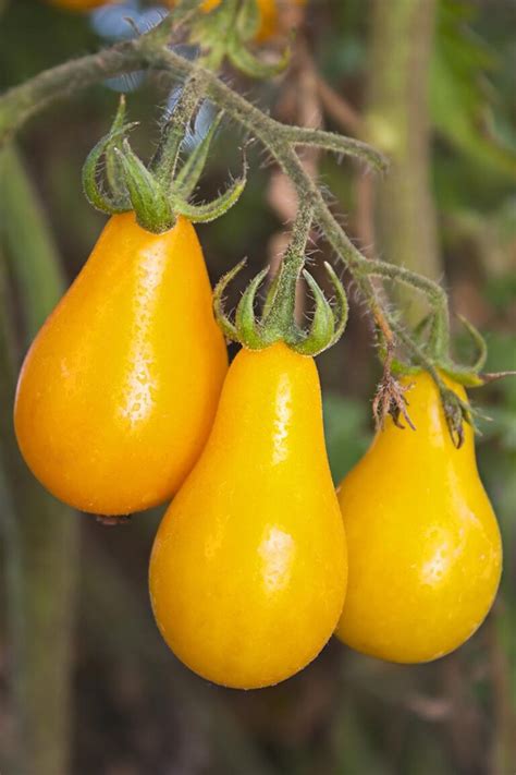 Tips For Growing Perfect Yellow Pear Tomatoes Gardeners Path