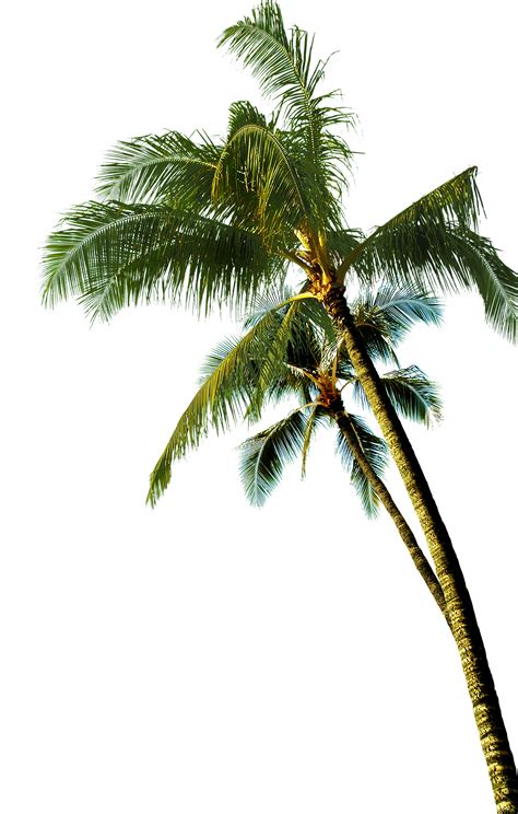 Real Coconut Tree With Coconut Png Coconut Beach Computer File