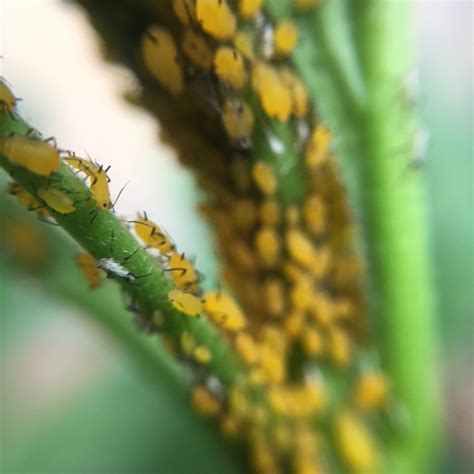 How To Control Aphids On Milkweed Without Harming The Monarchs