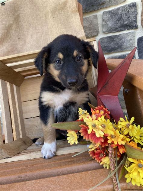 Misty - English Shepherd Puppy For Sale in New York