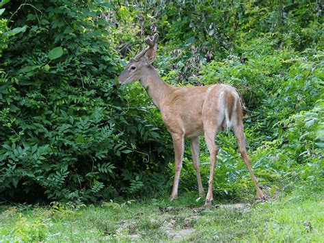 White Tailed Deer From Montgomery Maryland United States On July 04