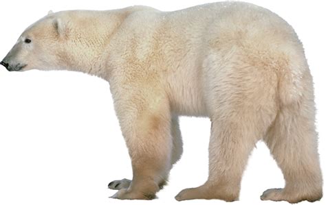 Download Polar Bear Transparent Hq Png Image Freepngimg
