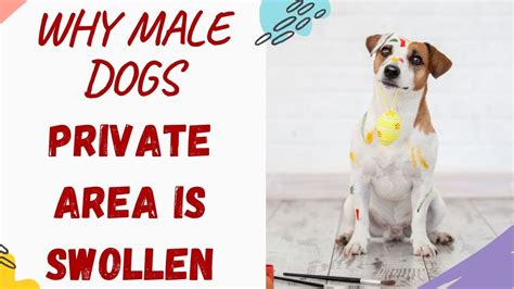 Why Is My Male Dogs Private Area Swollen Explained And Answered Youtube