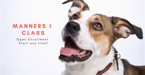 Dog Manners Training Class Harmonious Hounds