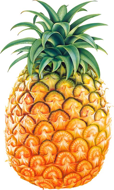 Pineapple Png Image Free Download Transparent Image Download Size