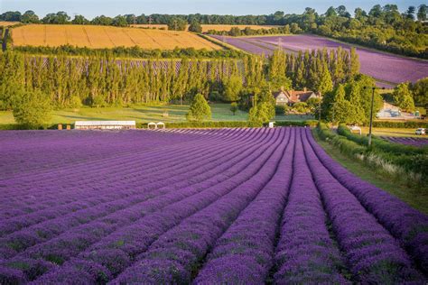 Vẻ đẹp Thơ Mộng Của Các Cánh đồng Hoa Lavender Tại Pháp Visa Châu Âu